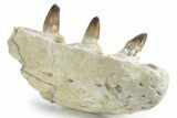 Mosasaur Jaw Section with Four Teeth - Morocco #359682-2